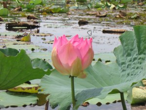 Flower-art-white-lotus-flower-red-lotus-flower-lotus-flower-buddhism